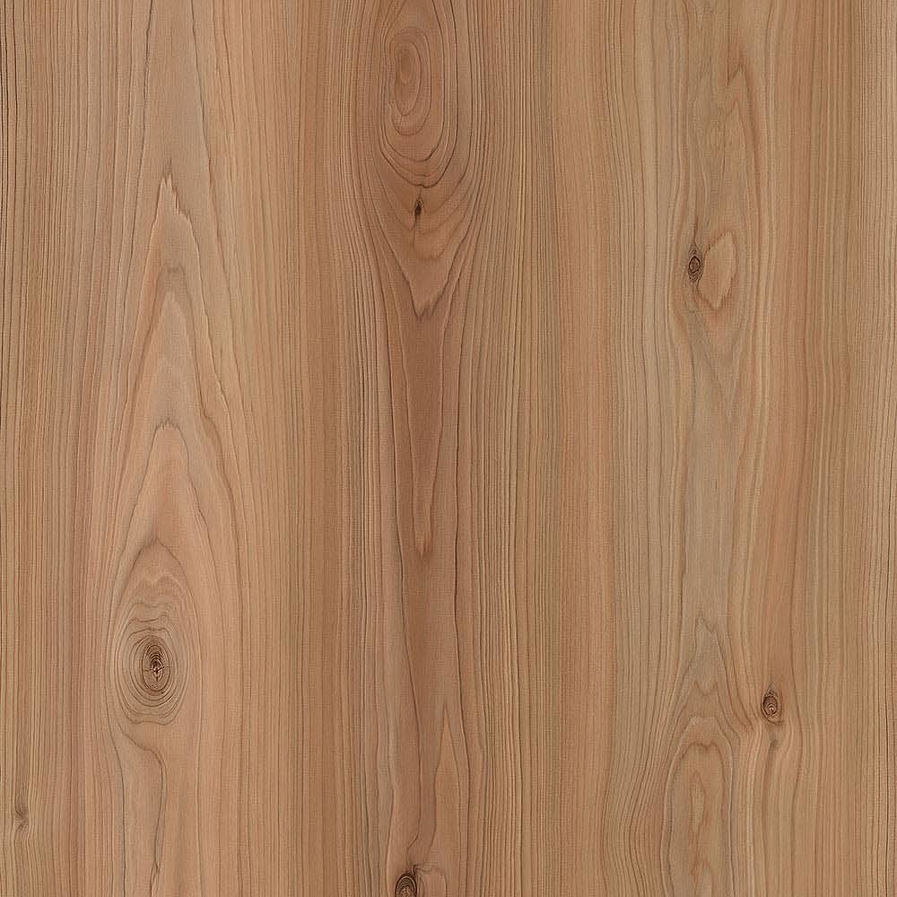 夏特14-01099 Canyon Atlas Cedar