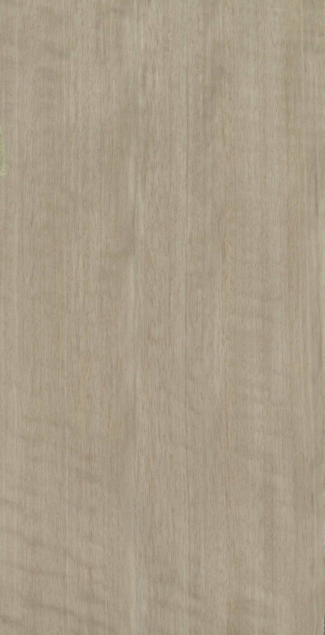 TabuE5.S.017 Eucalyptus Frisé饰面
